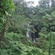 A rainforest with a waterfall